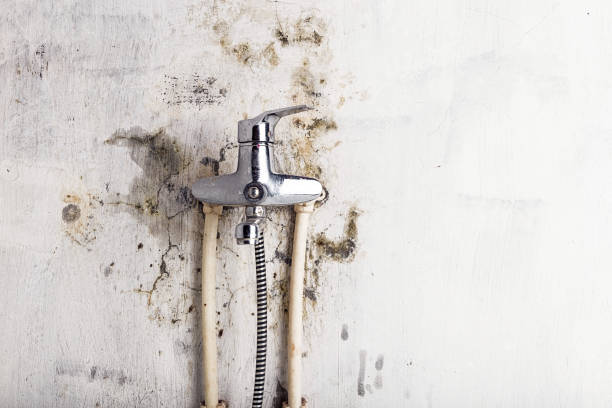 Best Preventive Mold Services in The Villages, FL