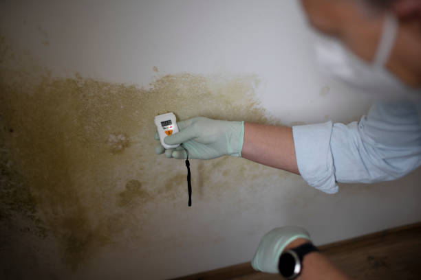 Best HVAC Mold Remediation in The Villages, FL