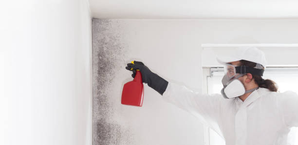 Best Emergency Mold Remediation in The Villages, FL