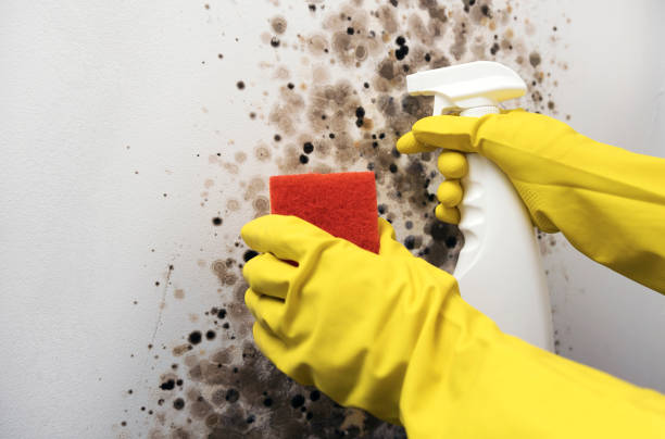 Best Industrial Mold Remediation in The Villages, FL