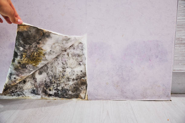Best Localized Mold Remediation (e.g., coastal areas, humid climates) in The Villages, FL